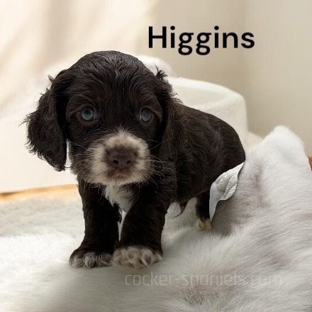 puppy, for, sale, Cocker Spaniel, Joe & Cherri  Overlease, dog, breeder, Miller, MO, dog-breeder, puppy-for-sale, forsale, nearby, find, puppyfind, locator, puppylocator, aca